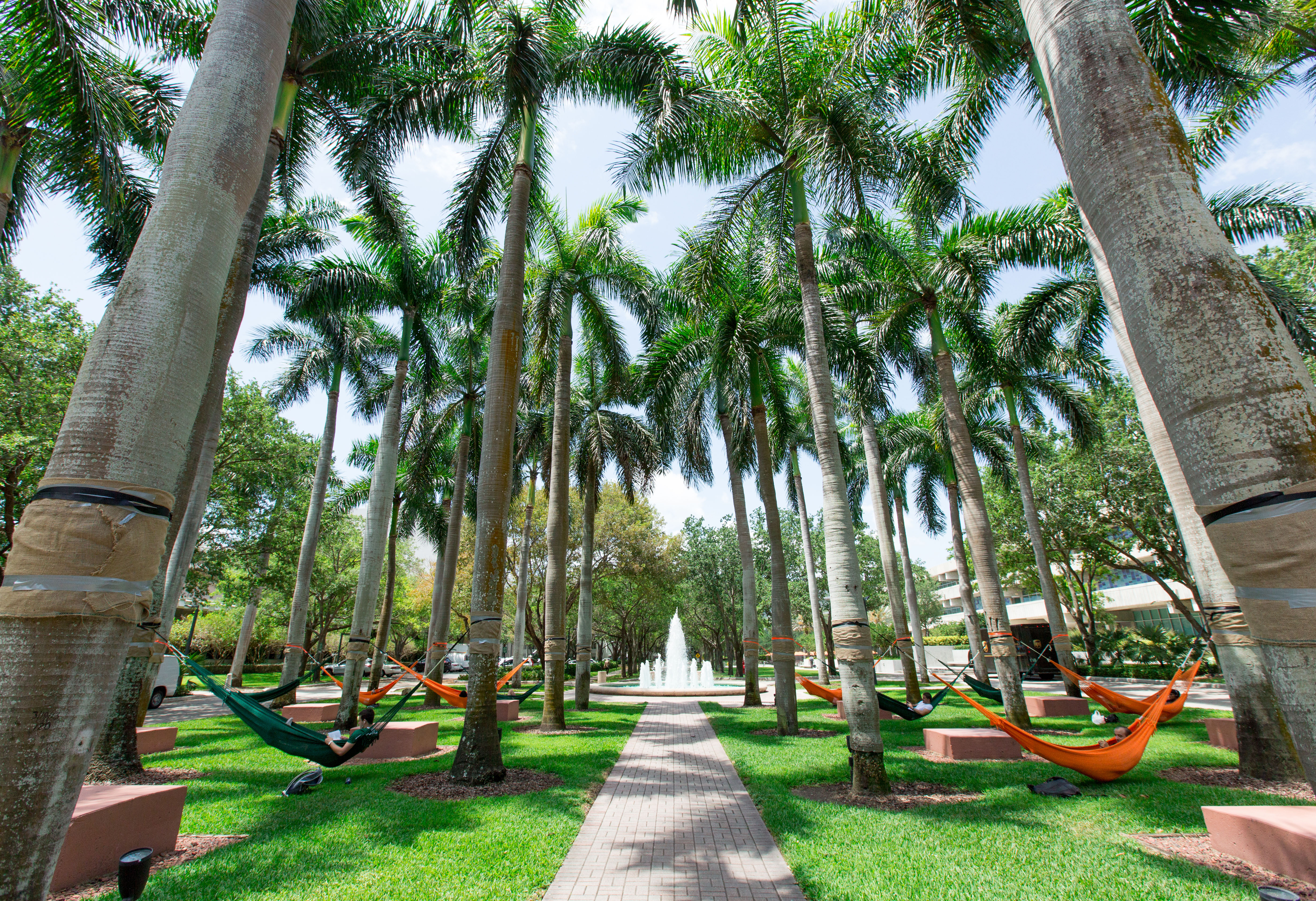 Students reading and relaxing on orange and green hammocks tied to palm trees, fountain in the background.