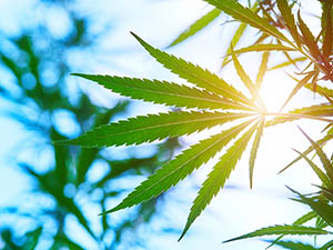 Marijuana plant